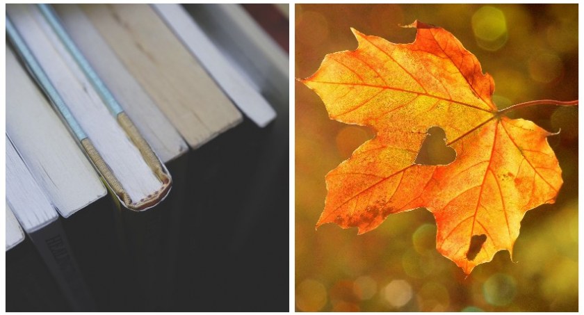 zdjęcie, jesienne warsztaty w Miejskiej Bibliotece Publicznej w Świeciu / fot: iilustracyjne