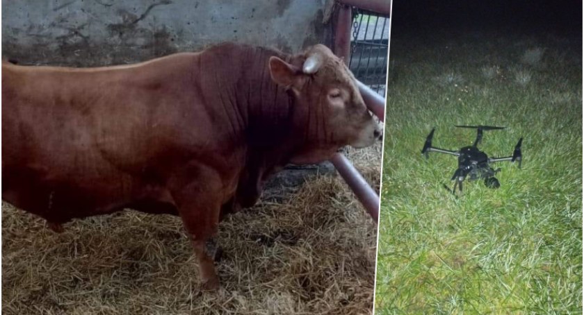 Byk uciekł z zagrody w jednym z gospodarstw w gminie Świekatowo/fot. OSP Błądzim