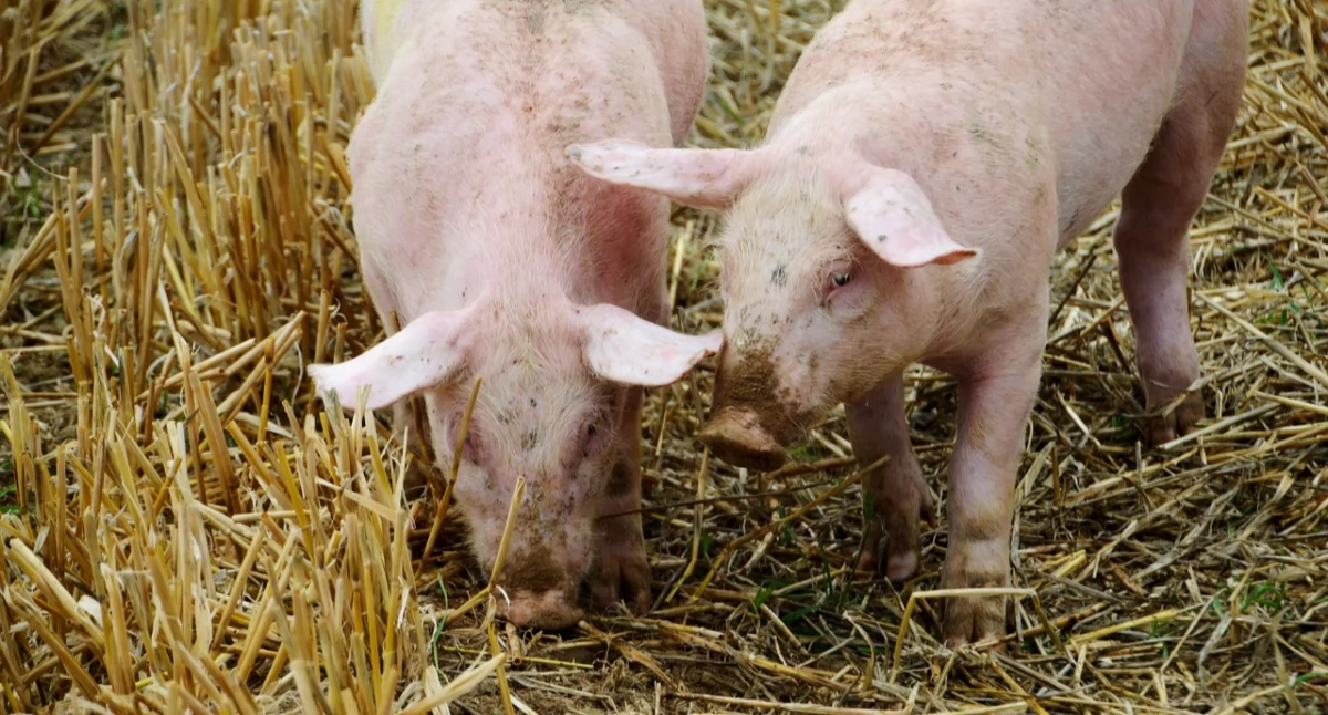 Hodowla, Ognisko afrykańskiego pomoru świń Wydano rozporządzenie miejscowości powiecie świeckim - zdjęcie, fotografia