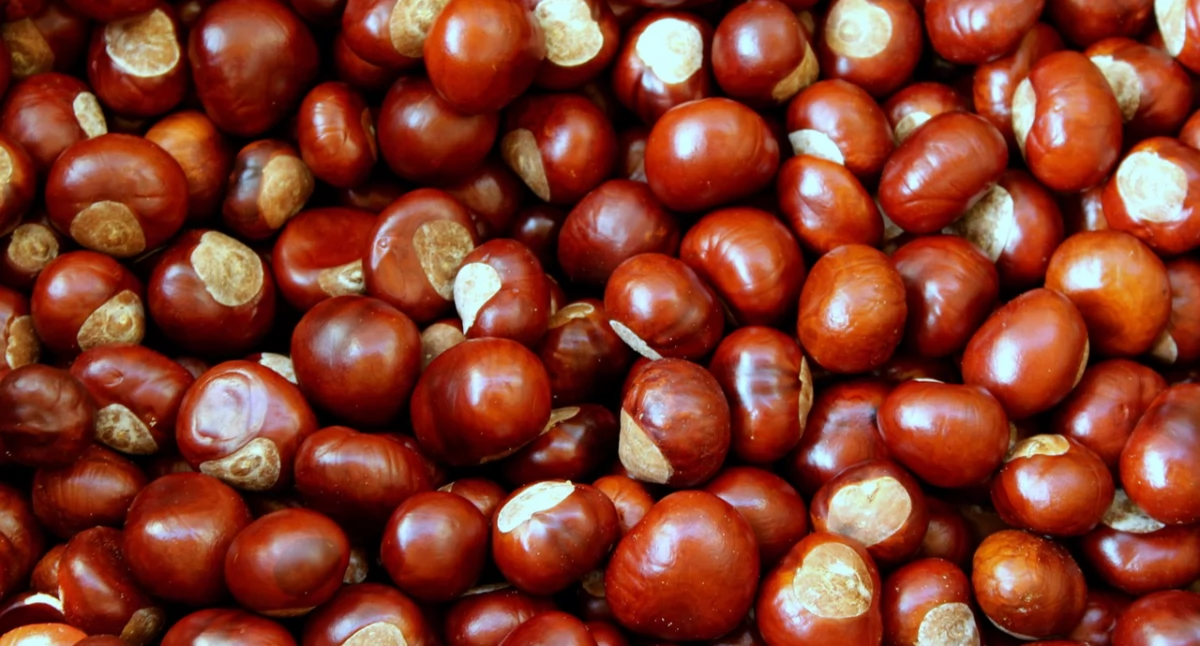 Środowisko, Kasztany żołędzie zbieramy zimą leśnym zwierzętom Akcja szkół powiatu świeckiego - zdjęcie, fotografia