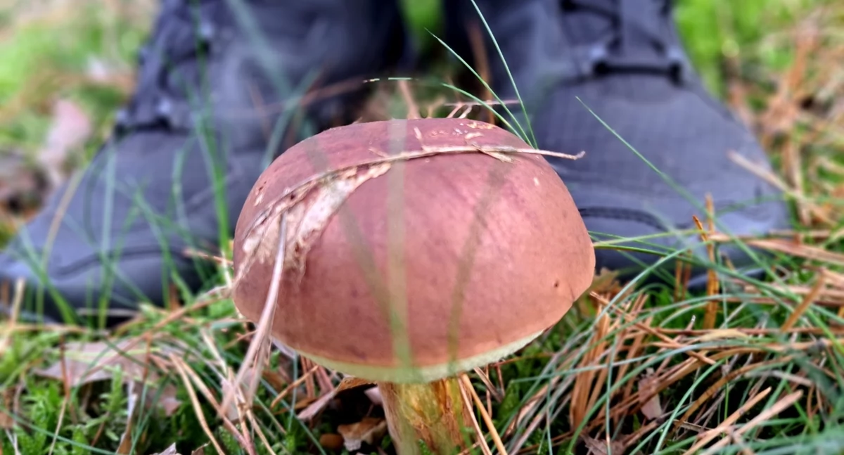 Komunikaty, Sezon grzybowy pełni zgubić lesie - zdjęcie, fotografia