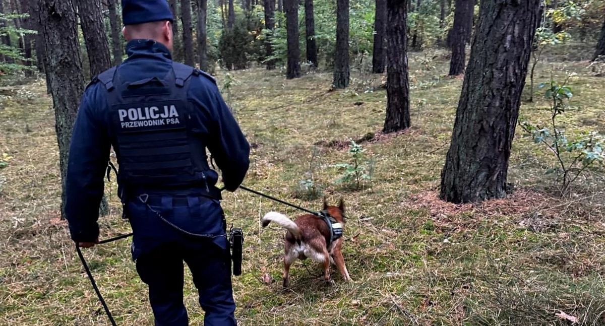 Akcja policji, Kobieta zgubiła lesie Odnalazł policyjny - zdjęcie, fotografia