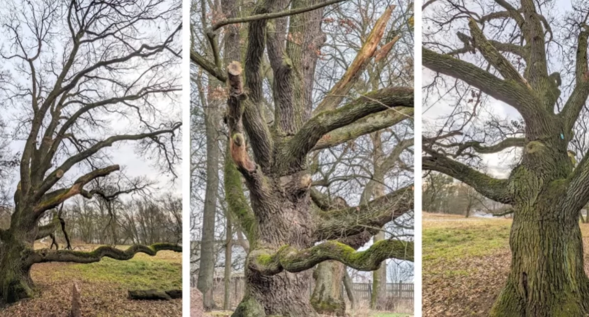 Środowisko, Drzewo Ziemi Świeckiej przyjmowanie zgłoszeń - zdjęcie, fotografia