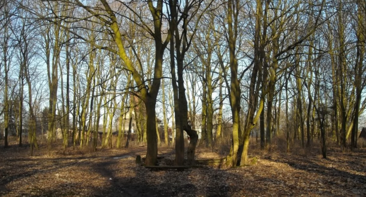 Środowisko, Prace terenie parku Laskowicach Wydano komunikat dotyczący bezpieczeństwa - zdjęcie, fotografia