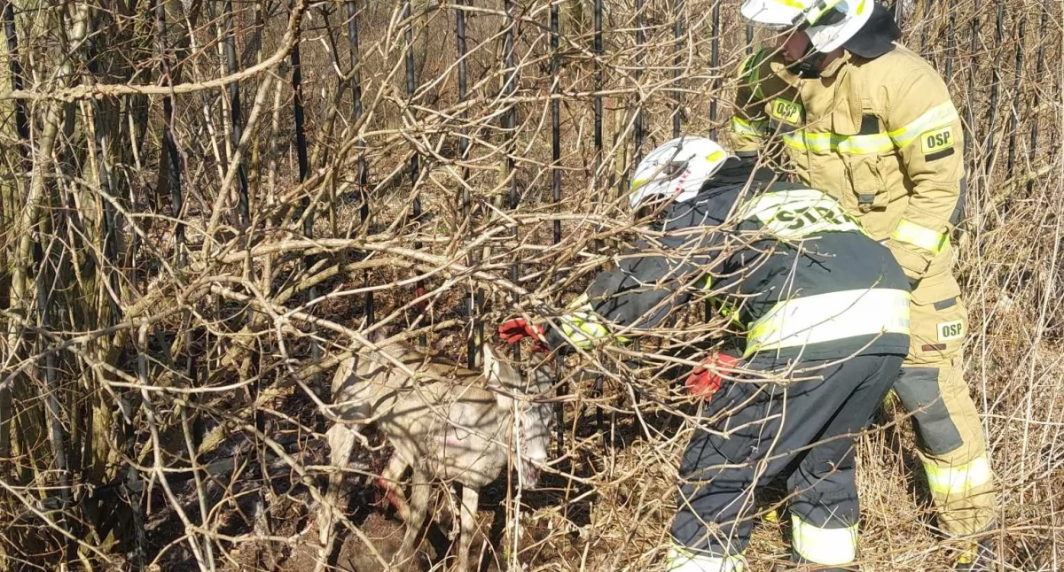 Akcja straży, Sarny utknęły ogrodzeniu przybył pomocą Strażacy - zdjęcie, fotografia