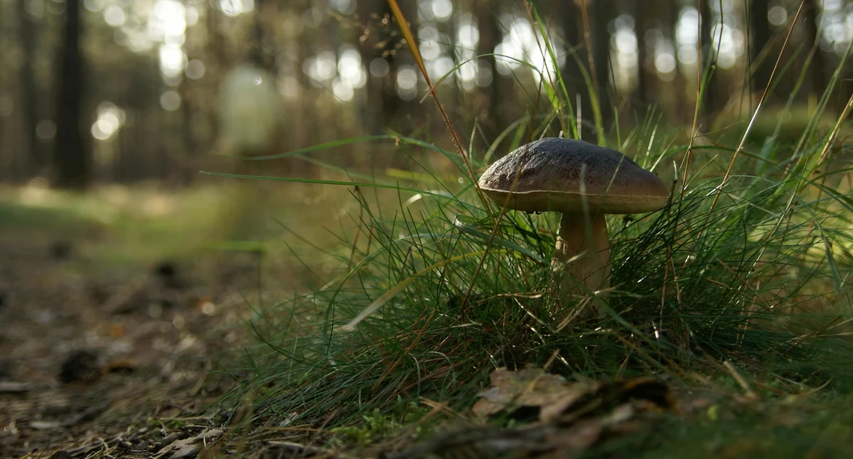 Środowisko, ChodźMY grzyby Wspólne grzybobranie Kujawach Pomorzu - zdjęcie, fotografia