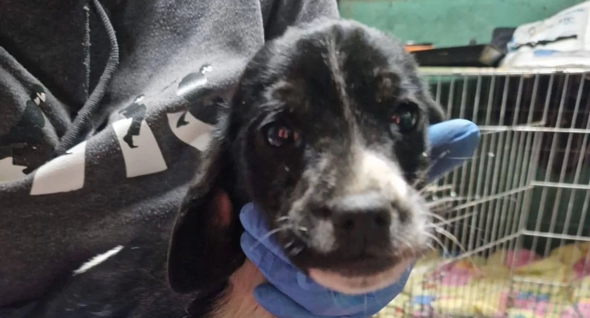 Pomoc potrzebna, Szczeniaki podrzucone Topolinku świerzbem anemią pasożytami - zdjęcie, fotografia