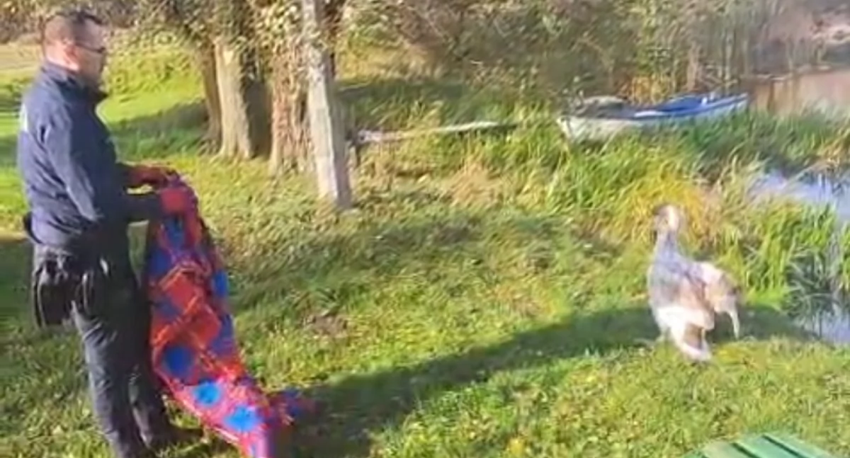 Akcja policji, Nietypowa interwencja służb Gródku Młody łabędź potrzebował pomocy - zdjęcie, fotografia