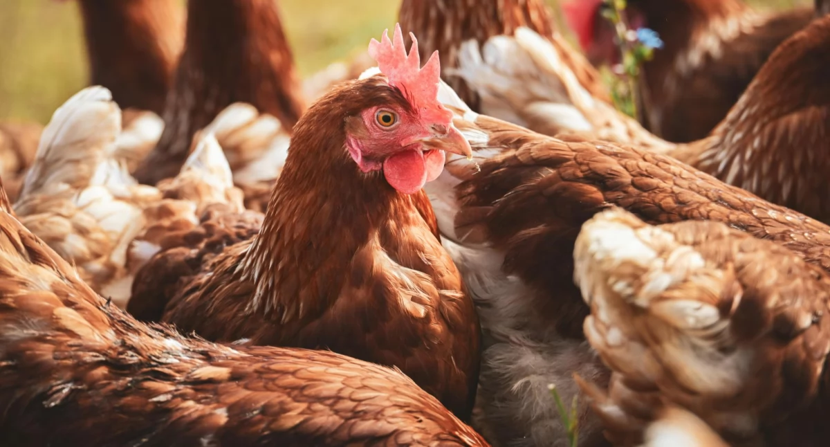 Hodowla, Uważaj zakup drobiu przed świętami Sanepid wydał komunikat - zdjęcie, fotografia