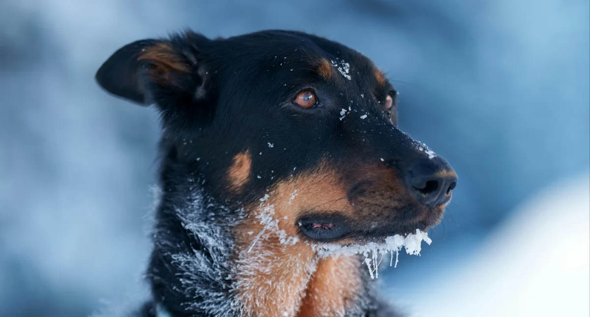 Komunikaty, urzędu gminy mieszkańców Chodzi zwierzęta - zdjęcie, fotografia
