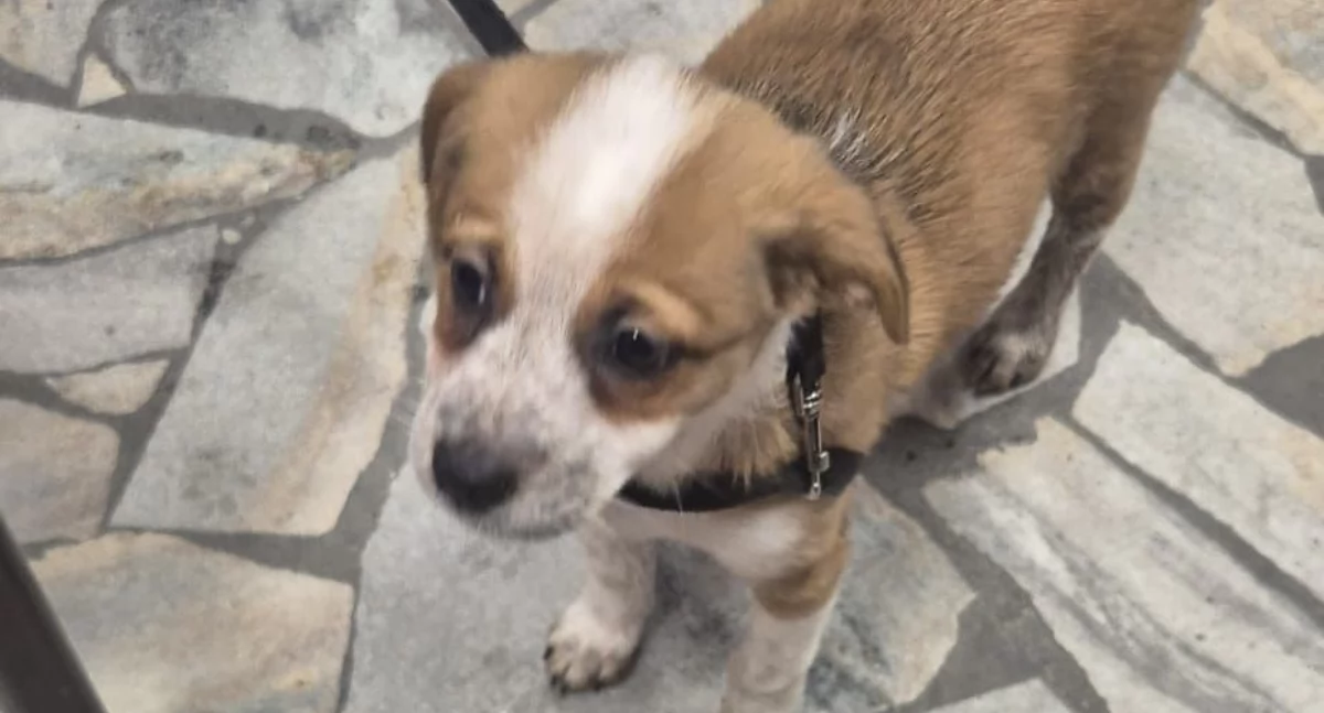 Poszukiwani, Szczeniak znaleziony Świeciu Gdzie właściciel - zdjęcie, fotografia