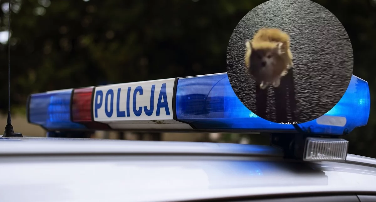 Poszukiwani, Niepokojące doniesienia „Ktoś pozbywa psów pseudohodowli” - zdjęcie, fotografia