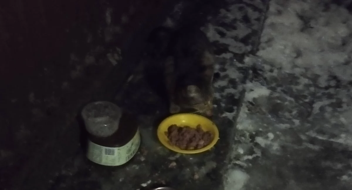 Pomoc potrzebna, latka wielkim sercu obojętny zwierząt - zdjęcie, fotografia