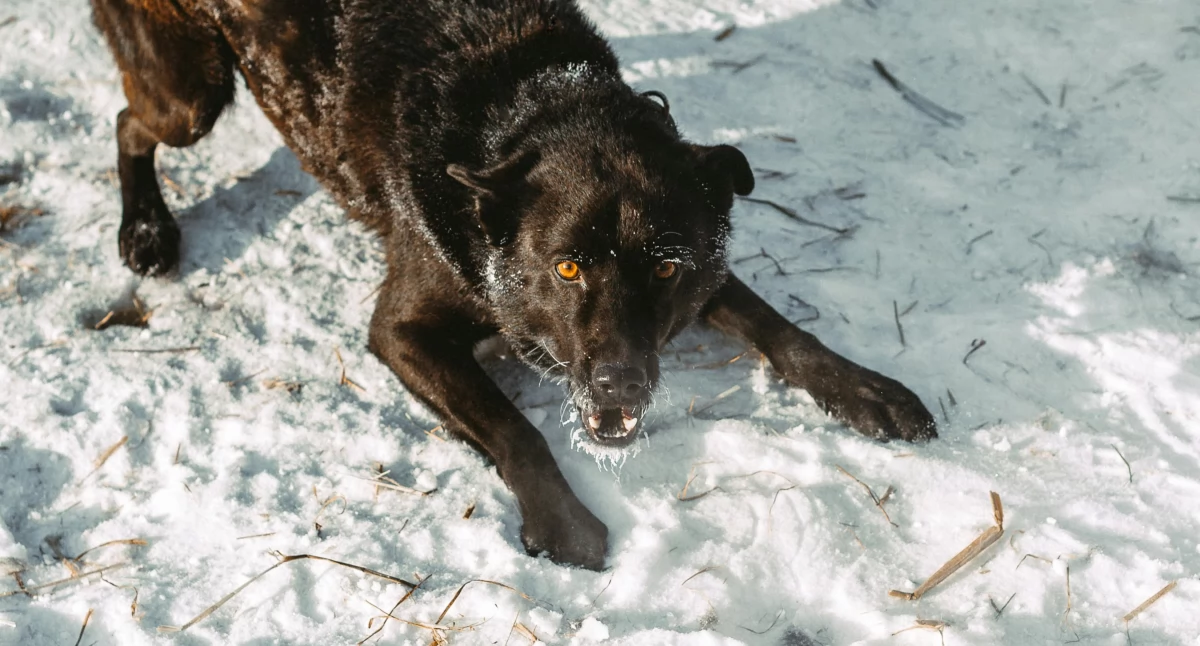 Pomoc potrzebna, Pilny schroniska psów Pruszczu Liczy każda pomoc - zdjęcie, fotografia
