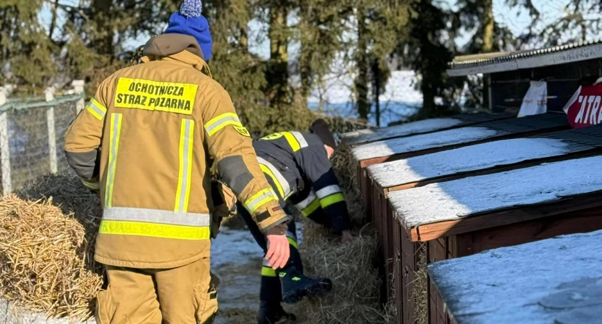 Pomoc potrzebna, Niesamowity odzew Psiaki otrzymały słomę ratującą życie - zdjęcie, fotografia