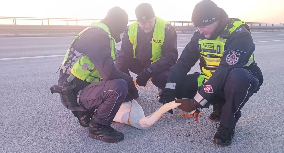 Akcja policji, Było bardzo groźnie Nietypowa interwencja służb - zdjęcie, fotografia