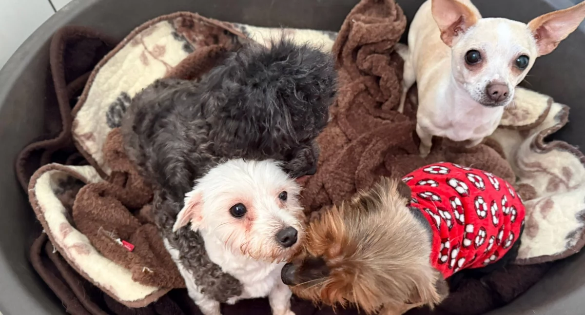 Kronika kryminalna , porzuconymi psami czworonogów trafiło schroniska Pruszczu - zdjęcie, fotografia