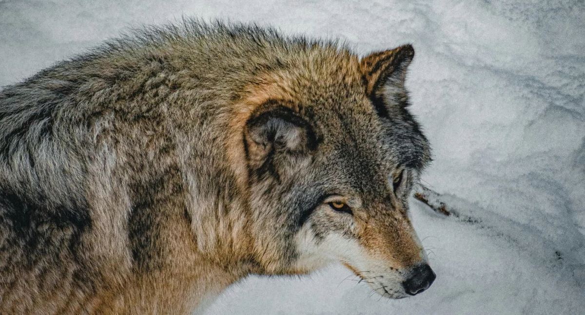 Środowisko, poszukiwaniu wilka Spotkanie najmłodszych miłośników przyrody - zdjęcie, fotografia
