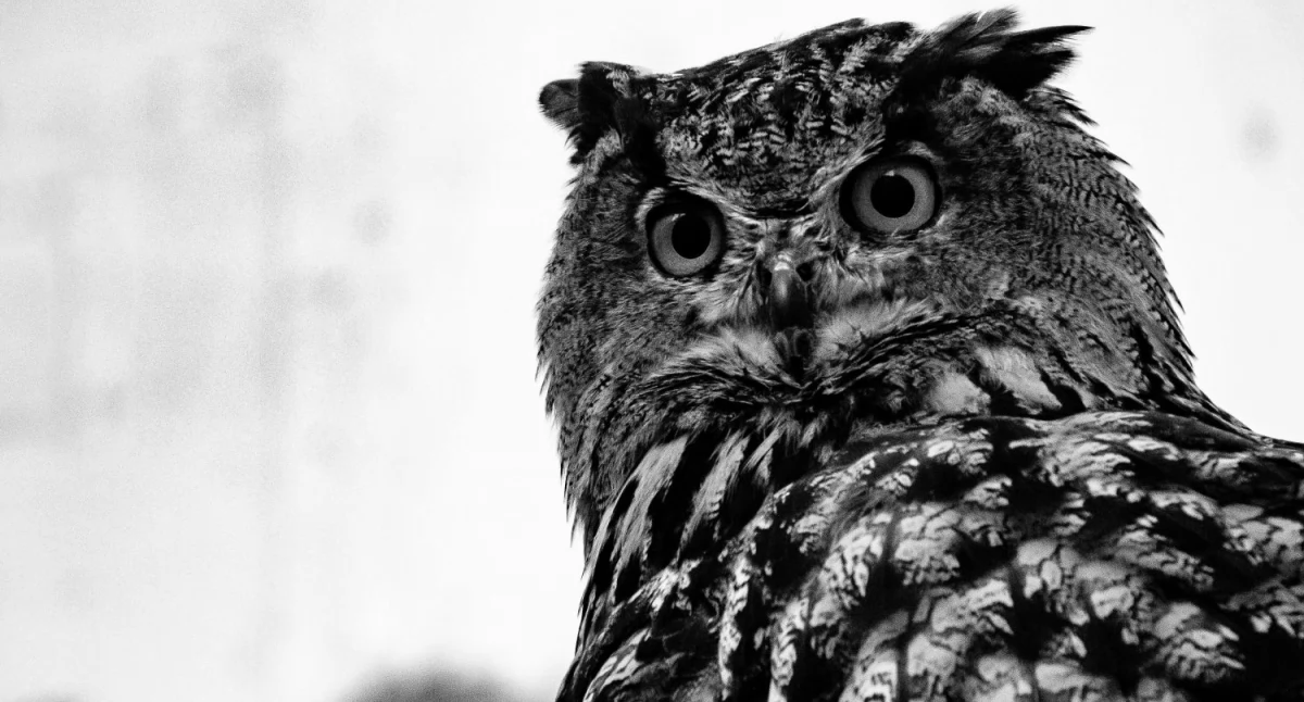 Środowisko, lesie huczy udział wyjątkowym spotkaniu - zdjęcie, fotografia