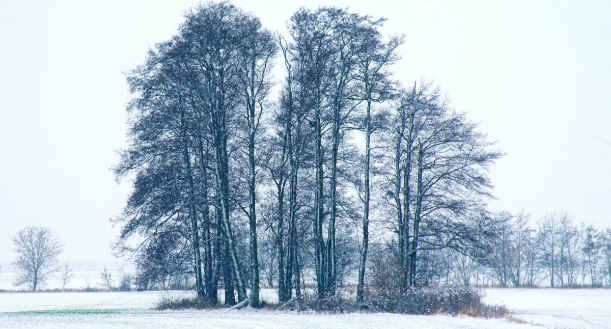 Komunikaty, Znowu przymrozi! ostrzeżenie powiatu świeckiego - zdjęcie, fotografia