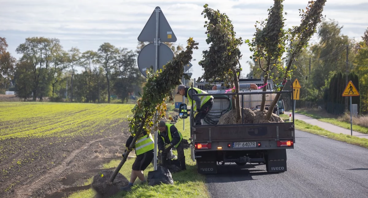 Środowisko, Zasadzą drzewa wzdłuż dróg wojewódzkich - zdjęcie, fotografia