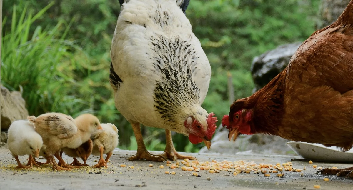 Hodowla, hodowców powiatu świeckiego Lepiej przestrzegać zasad - zdjęcie, fotografia