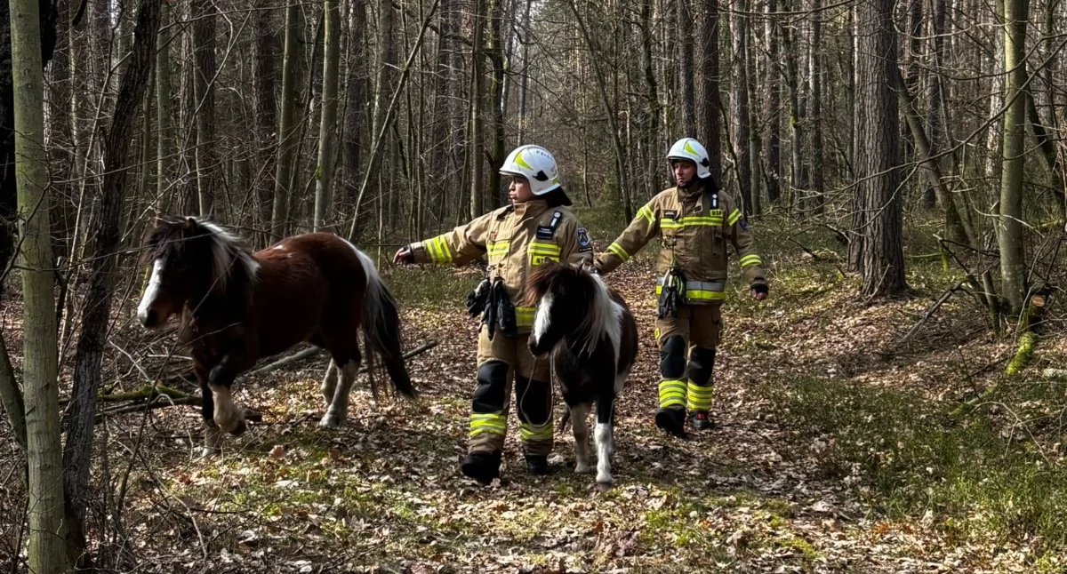 Akcja straży, „Konie opieki drodze” miejsce skierowano służby - zdjęcie, fotografia