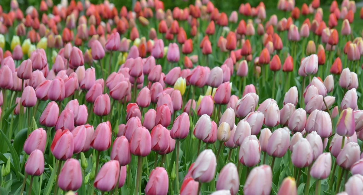 Koncert, Koncert Wiosenny Pruszczu będzie muzyczna podróż - zdjęcie, fotografia