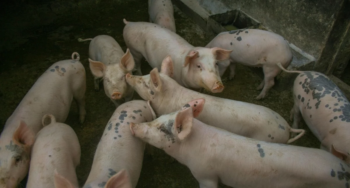 Hodowla, Hodujesz zwierzęta Pilny komunikat Powiatowego Lekarza Weterynarii - zdjęcie, fotografia