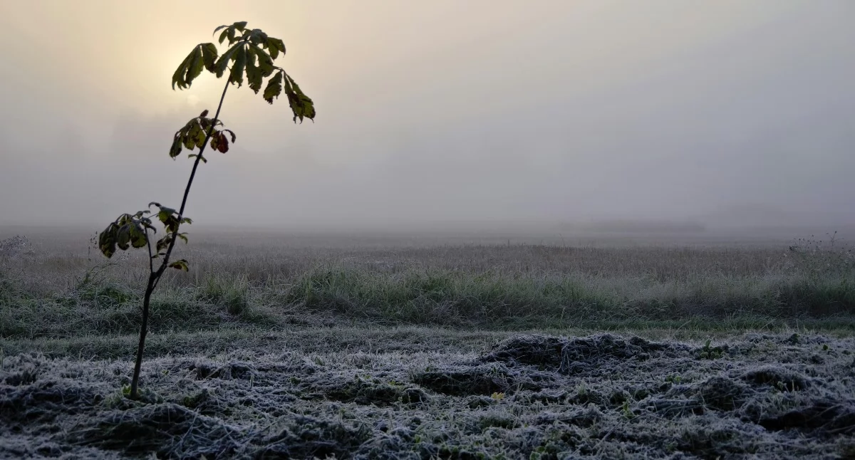 Komunikaty, Kolejna przymrozkami ostrzeżenie - zdjęcie, fotografia
