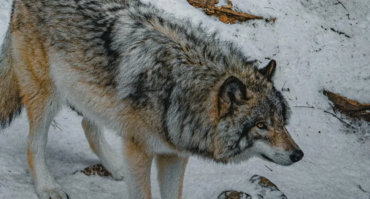Środowisko, populacja wilka Polsce powinna zostać zredukowana Weźcie udział naszej sondzie [SONDA] - zdjęcie, fotografia