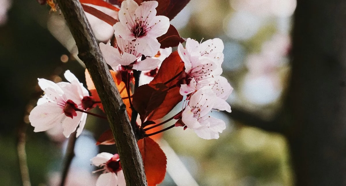 Koncert, Koncert Wiosenny Pruszczu Nastąpiła zmiana terminu - zdjęcie, fotografia