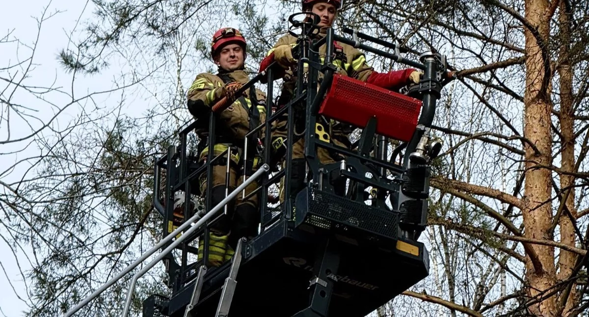 Akcja straży, Strażacy uratowali Przez kilka mógł zejść drzewa - zdjęcie, fotografia