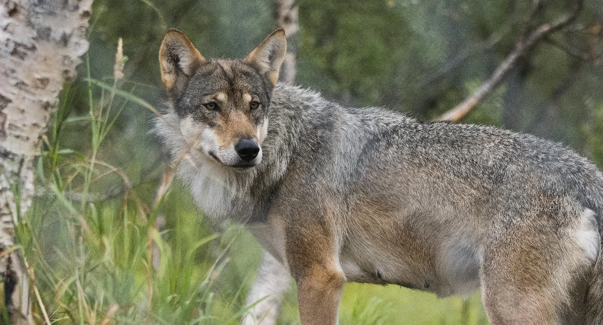 Środowisko, Mieszkańcy zdecydowanie redukcją populacji wilka naszym regionie Wyniki sondy - zdjęcie, fotografia