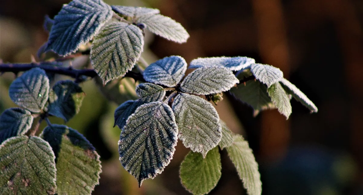 Komunikaty, Ostrzeżenie meteorologiczne powiatu świeckiego Wydano ALERT - zdjęcie, fotografia