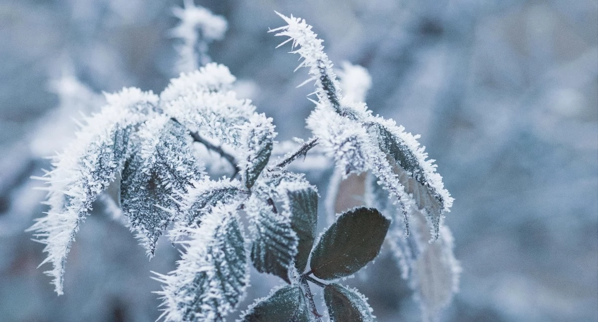 Komunikaty, będzie kolejna zimna ostrzeżenie powiatu świeckiego - zdjęcie, fotografia