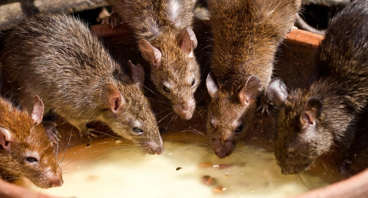 Komunikaty, Gmina Świecie walczy szczurami Przeprowadzona zostanie akcja - zdjęcie, fotografia