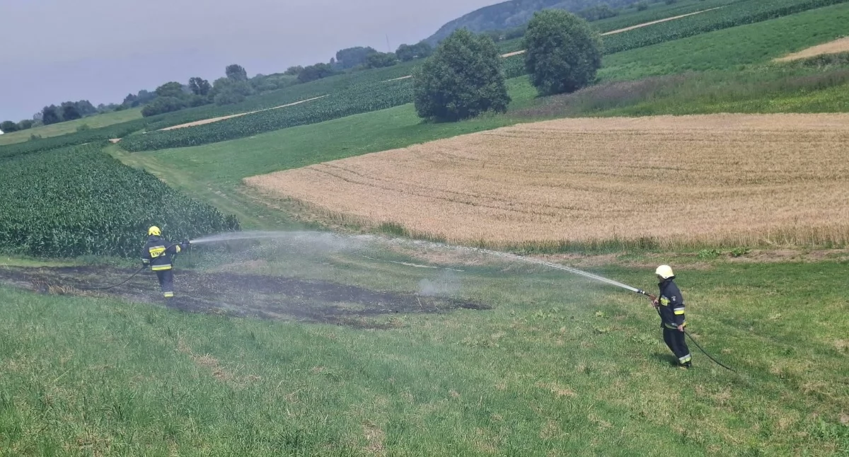 Pożar, Pożar gminie Dragacz znajdowało zboże - zdjęcie, fotografia