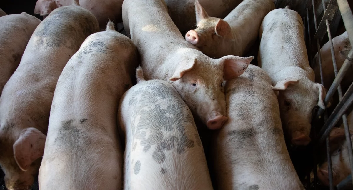 Hodowla, Kolejne ognisko powiecie świeckim Jakie miejscowości czerwonej strefie - zdjęcie, fotografia