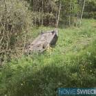 Fotka nr 3 z 6