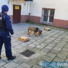 zdjęcie nr 18