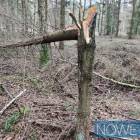 zdjęcie nr 13