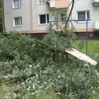 Fotka nr 3 z 12