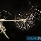 Fotka nr 5 z 11
