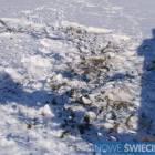 zdjęcie nr 13