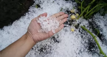 Duże straty po gradobiciu w gminie Świecie. Komisja odwiedza poszkodowanych rolników