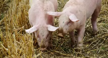 Ognisko afrykańskiego pomoru świń. Wydano rozporządzenie dla miejscowości w powiecie świeckim