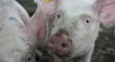 Komunikat w sprawie zwalczania afrykańskiego pomoru świń (ASF) na terenie pow. świeckiego. Uchylono rozporządzenie 