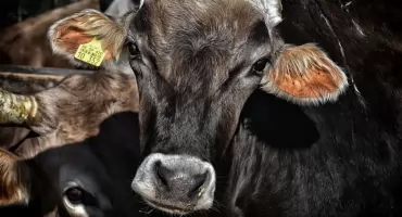 Choroba niebieskiego języka. Komunikat Inspekcji Weterynaryjnej w Świeciu