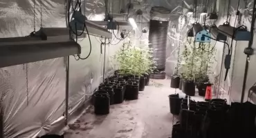 Nielegalna plantacja konopi zlikwidowana. 51-latek usłyszał zarzuty